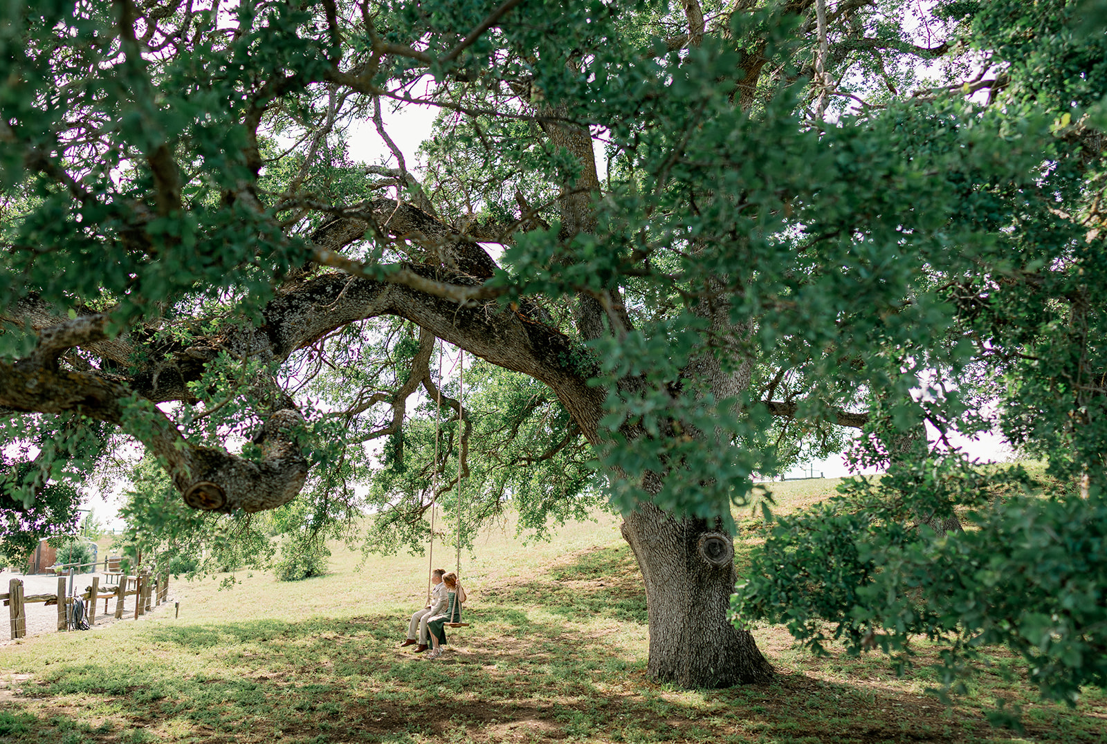 Children playing on a swing hung from the heritage oak on the lawn